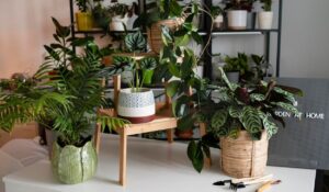 Best Bedroom Plants UK