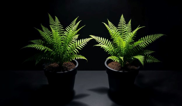 Low Light Houseplants