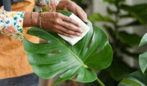 Monstera Care Guide