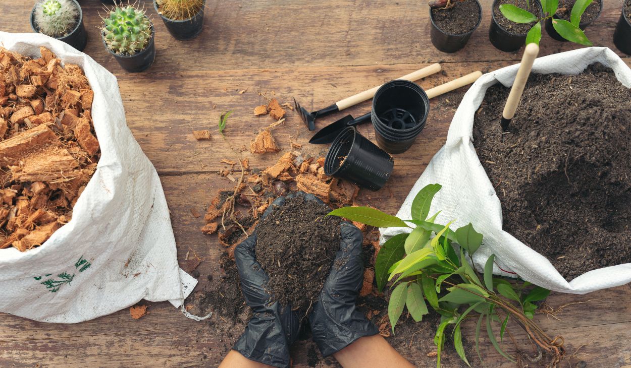 Soil Mix and Repotting