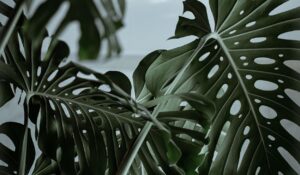 monstera plant