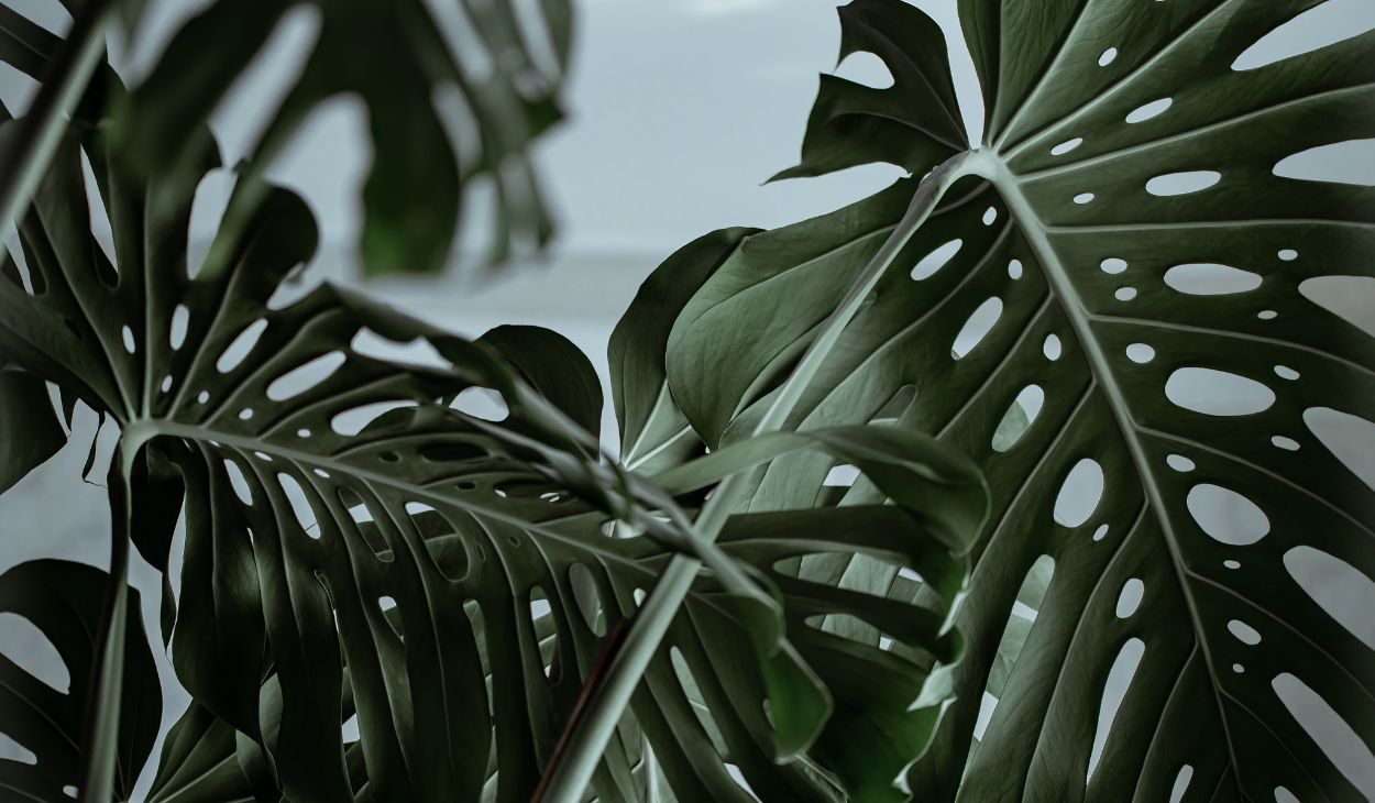 monstera plant