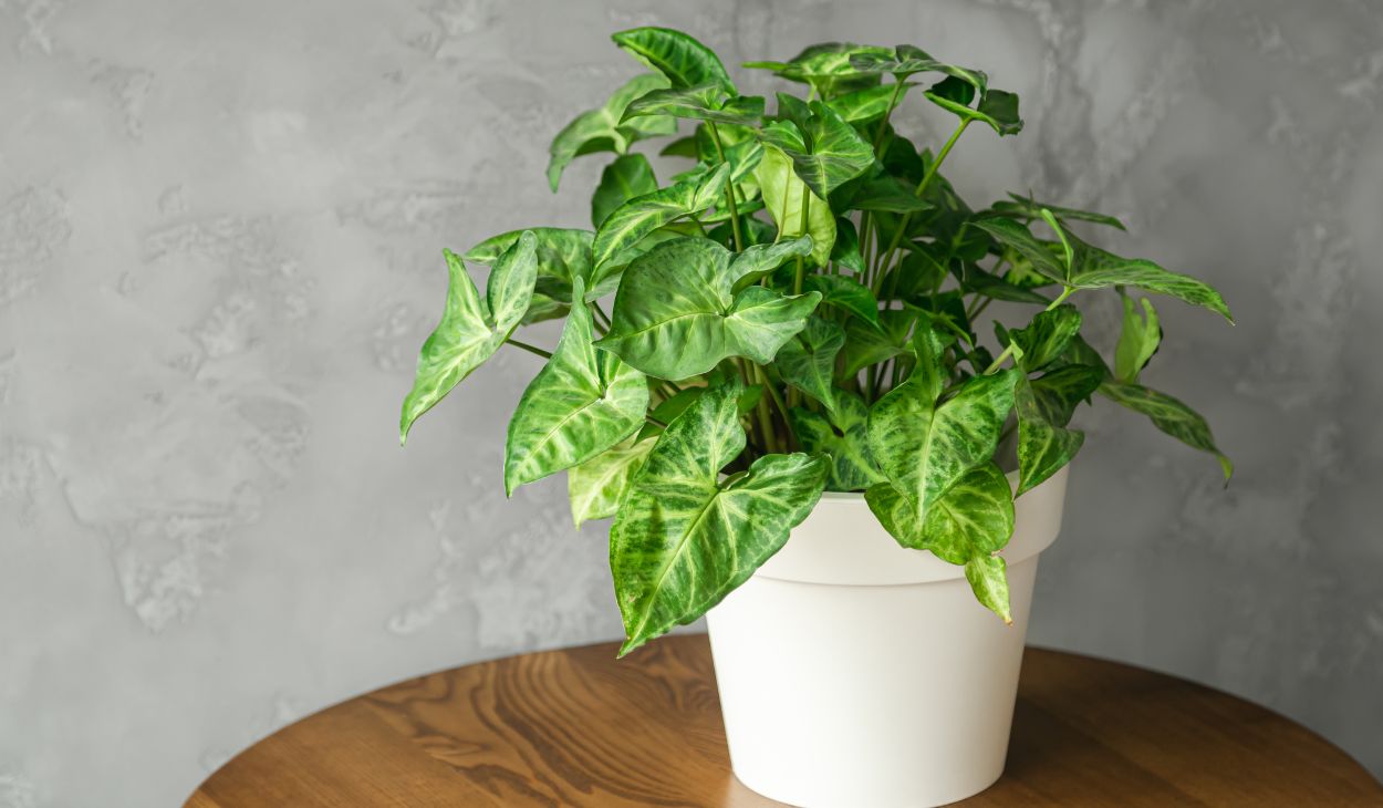 pothos plant