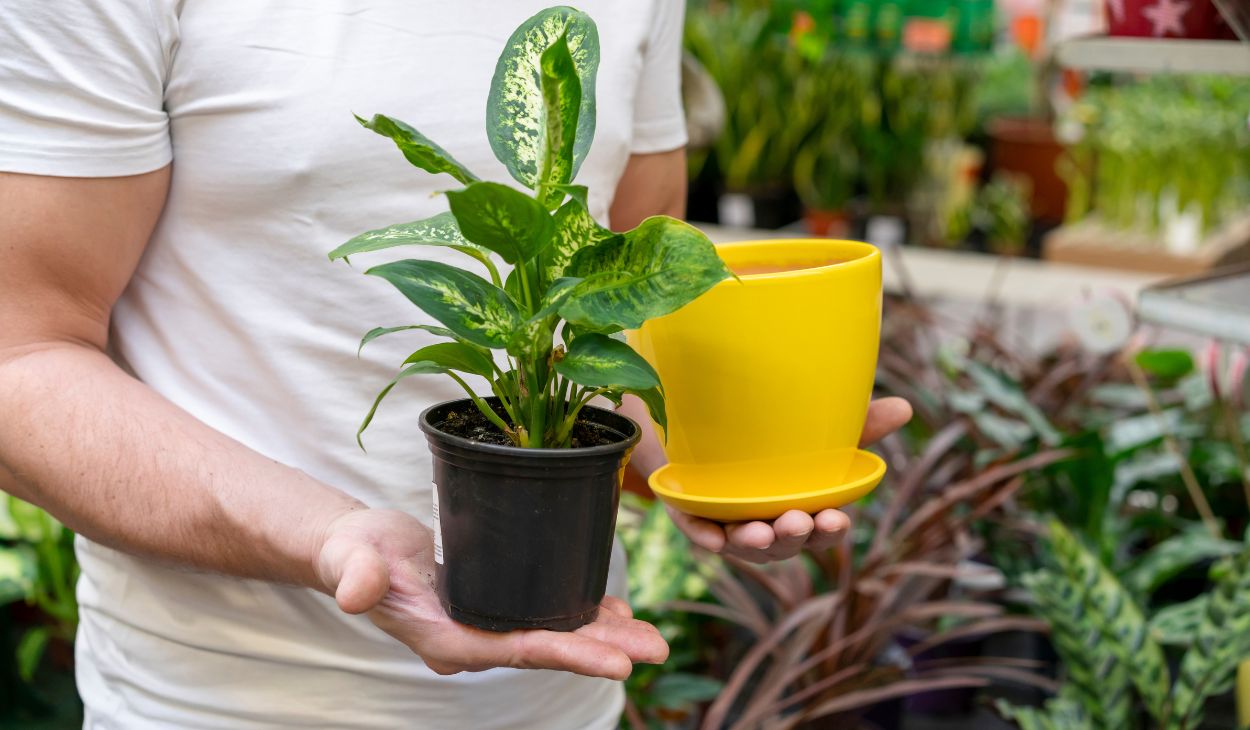 10 inch plant pot
