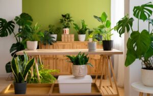 Air Filtering Plants