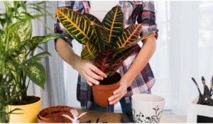 Easy colorful indoor plants