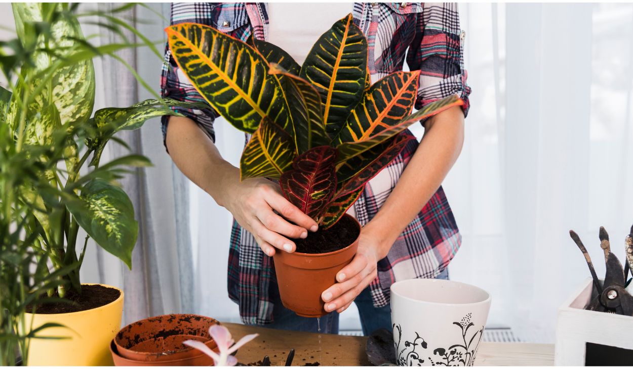 Easy colorful indoor plants