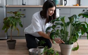 Houseplant to Clean Air