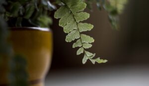 aesthetic plants