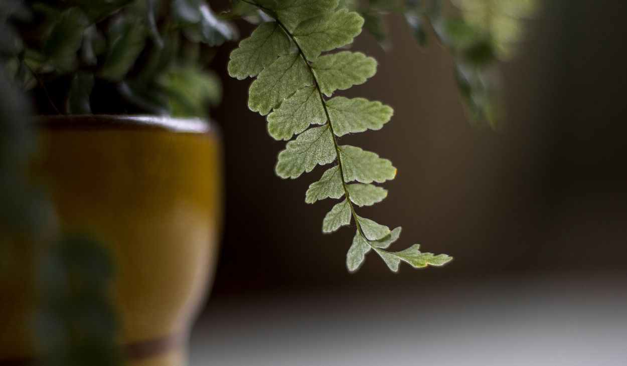 aesthetic plants