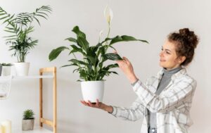 air purifying plants
