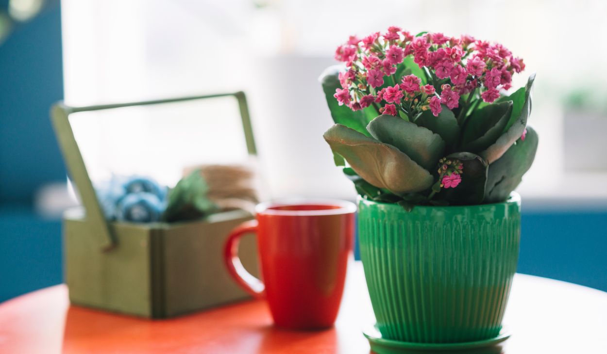 colourful house plants