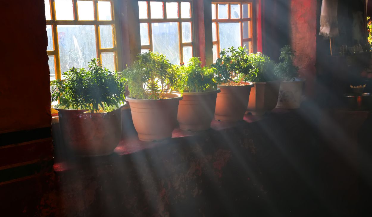 direct sun houseplants_