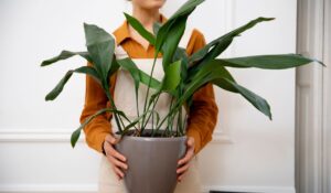 dracaena house plant